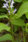 Showy skullcap